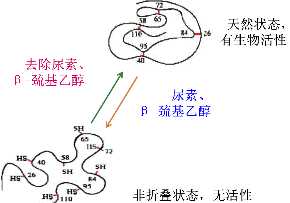 北京六一電泳小知識(shí)-蛋白質(zhì)