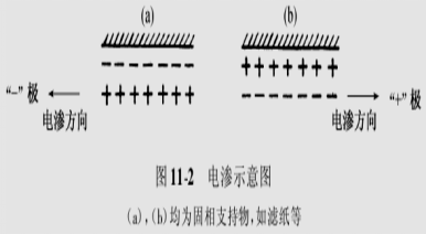 北京六一電泳小知識(shí)-電泳